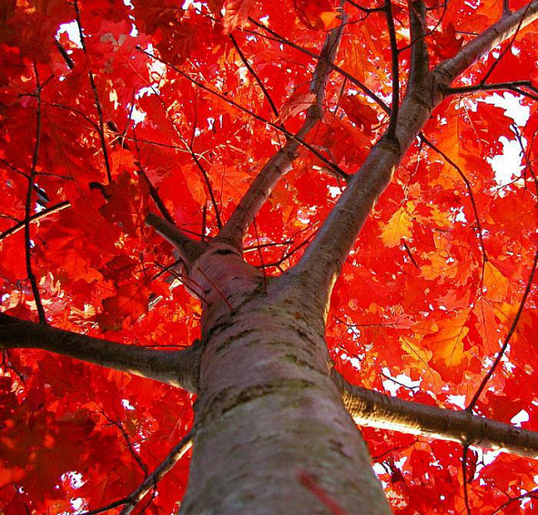 Дуб красный