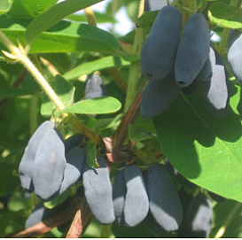 Жимолость съедобная 'Бакчарская Юбилейная'