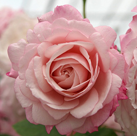 Роза 'Розенфасцинейшн' (флорибунда) (коралово -кремовая)