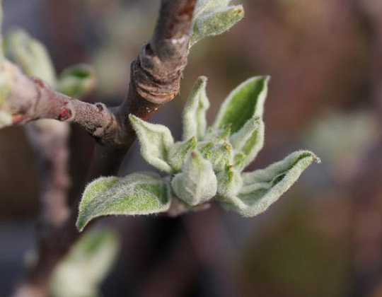 Фотоальбом Апрель в садовом центре (2012 г) Раскрываются листья саженцев яблони