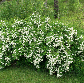 Спирея дубравколистная