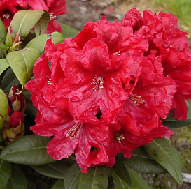 Рододендрон гибридный 'Эйджис' (красный)