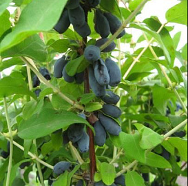 Жимолость съедобная 'Голубой десерт'