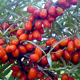 Облепиха 'Любимая' (жен)