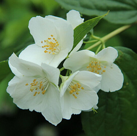 Чубушник 'Эверест'