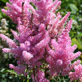 Астильба Арендса 'Америка'