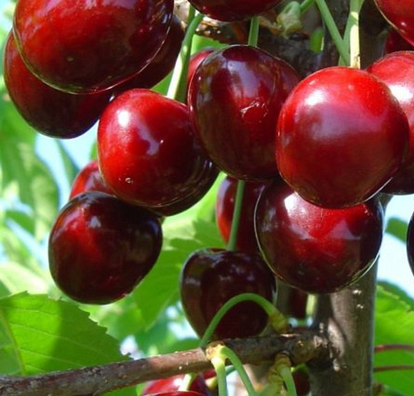 Черешня 'Теремошка'