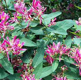 Жимолость татарская 'Розеа'