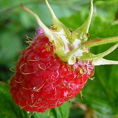 Малина сорт кардинал описание фото. Rubus Bryanskoye divo. Малина сорт кардинал описание фото фото. Малина сорт кардинал описание фото-Rubus Bryanskoye divo. картинка Малина сорт кардинал описание фото. картинка Rubus Bryanskoye divo. Малина — это почетное ягодное растение, которое очень любят садоводы. Малина — не только вкусная, но и полезная. Каждый садовод мечтает посадить на своем участке только лучшие сорта малины.