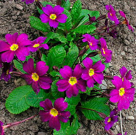 Примула Юлии 'Ванда'