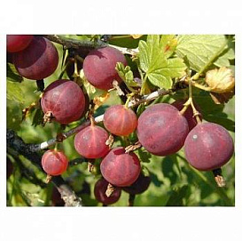 Крыжовник 'Красноплодный'