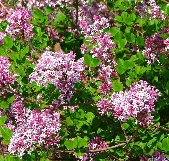 Сирень Мейера 'Палибин' (лиловая)