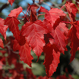 Клен гиннала