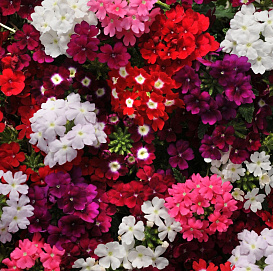 Вербена гибридная компактная 'Кварц' (микс)