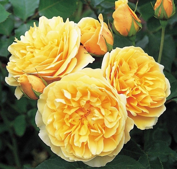 Роза 'Грэхам Томас' (парковая) (желтая)