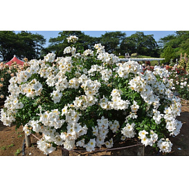 Роза 'Салли Холмс' (плетистая, флорибунда) (белая)