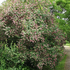 Жимолость татарская