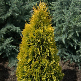 Туя западная 'Янтарь'