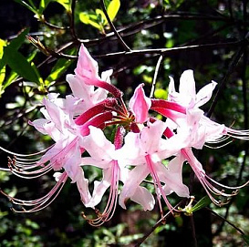 Рододендрон голоцветковый (розовый)