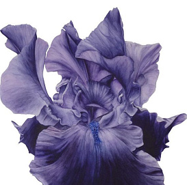 Ирис германский (бородатый) 'Бурка'