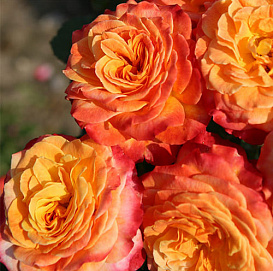 Роза 'Метеор' (флорибунда) (огненно-оранжево-красная)