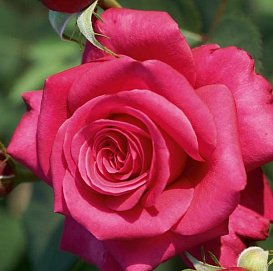 Роза 'Харизма' (чайно-гибридная) (малиново - красная)