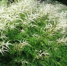 Волжанка 'Джонифест'