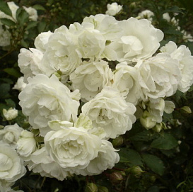 Роза 'Альба Мейдиланд' (почвопокровная, шраб, флорибунда) (белая)