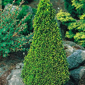 Ель сизая 'Пикколо' 