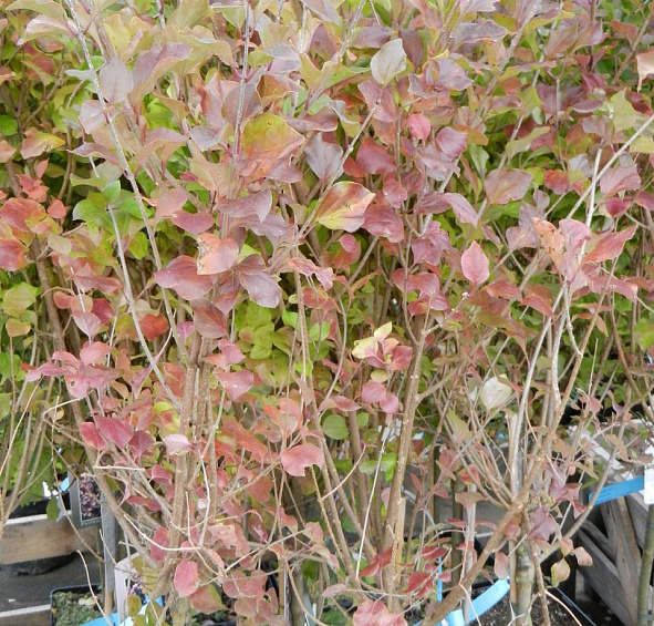 Сирень Мейера 'Палибин' (лиловая)