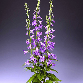 Колокольчик рапунцелевидный 'Кампбел Блю'