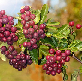 Рябина плодовая 'Ликерная'