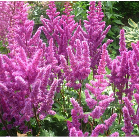 Астильба китайская 'Вижнс ин Пинк'