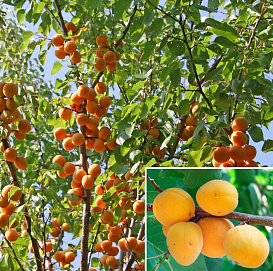 Абрикос 'Орловчанин'