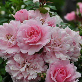 Роза 'Боника 82' (шраб, флорибунда, парковая) (розовая)		