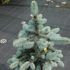 Ель колючая 'Ольденбург'