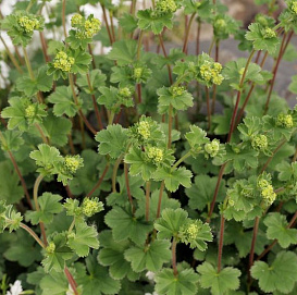 Манжетка красночерешковая 'Алма'