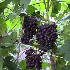 Виноград 'Рошфор'