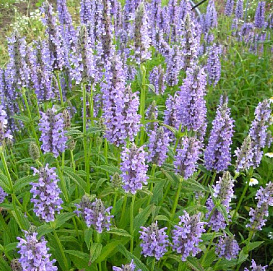 Котовник жильчатый 'Блю Мун', синий