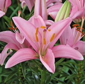 Лилия 'Силла' (розовая)