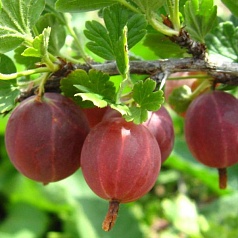 Крыжовник 'Краснославянский'