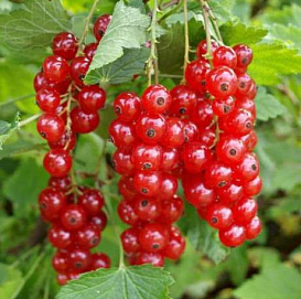 Смородина красная 'Голландская красная'