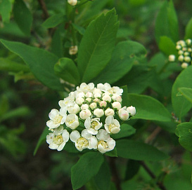 Спирея средняя