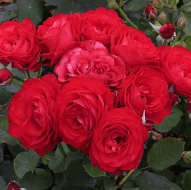 Роза 'Доминика' (чайно-гибридная) (красная)