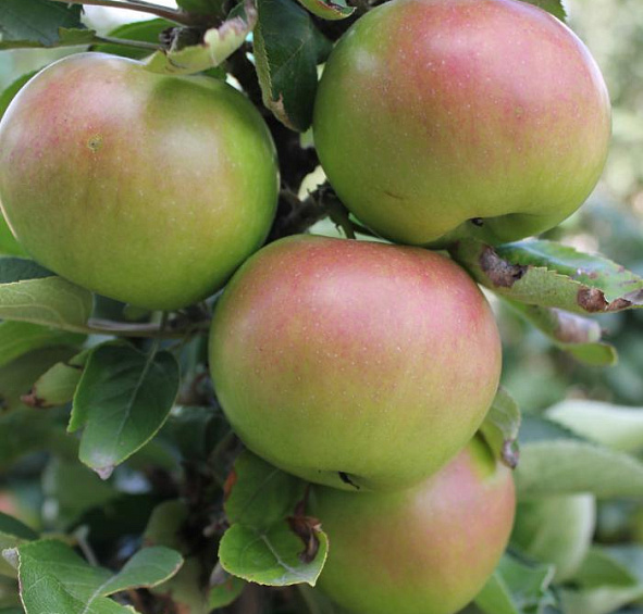 Яблоня колоновидная 'Московское ожерелье'
