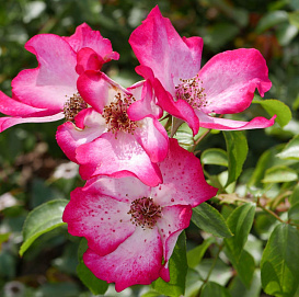 Роза 'Претти Кисс' (парковая) (белая с красной каймой)