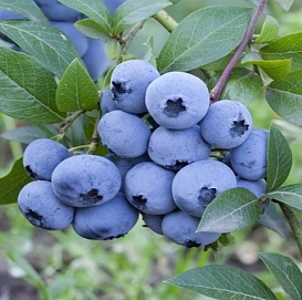 Голубика высокорослая 'Свит Харли'