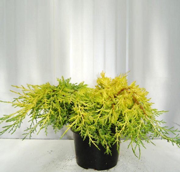 Можжевельник средний 'Кинг оф Спринг'