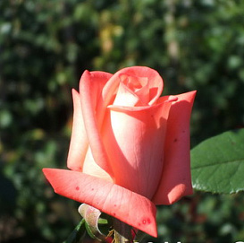 Роза 'Мови Стар' (чайно-гибридная) (светло кораловая)