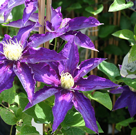 Клематис крупноцветковый 'Хакуокан'
